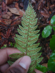 Polystichum californicum