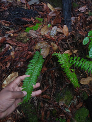 Polystichum californicum