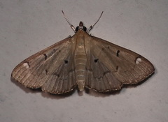 Protonoceras eucosma