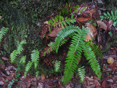 Polystichum californicum