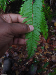 Polystichum californicum