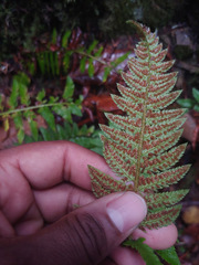 Polystichum californicum
