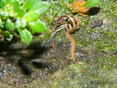 Xerapoa pseudorhynchodemus