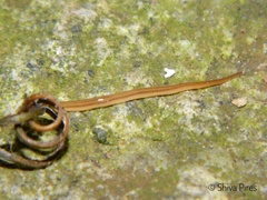 Xerapoa pseudorhynchodemus