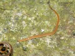 Xerapoa pseudorhynchodemus