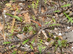 Leptinella pusilla