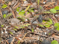 Leptinella pusilla