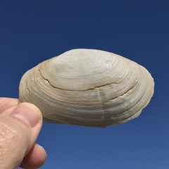 Macoploma