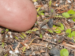 Leptinella pusilla