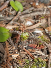 Leptinella pusilla
