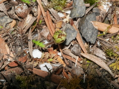 Leptinella pusilla