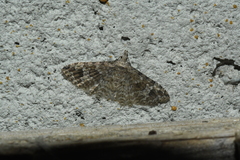 Alucita adriendenisi