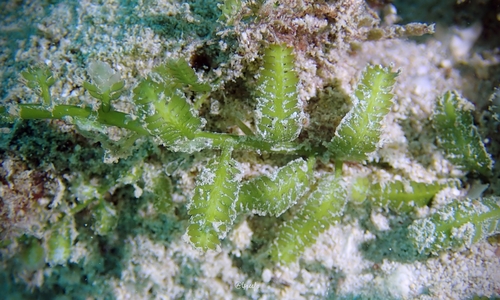 Caulerpa taxifolia observed 2020-12-13