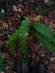 Polystichum californicum