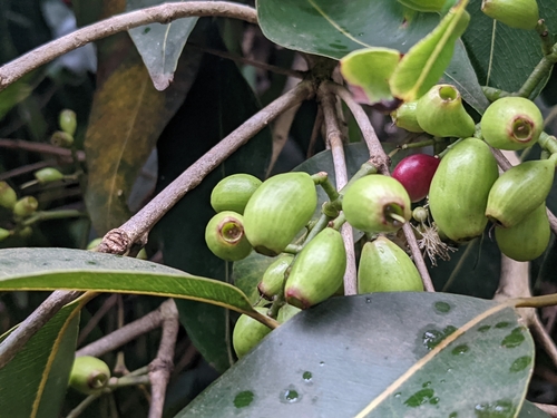 Syzygium cumini observed 2020-12-26