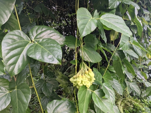 Mucuna gigantea observed 2020-12-26