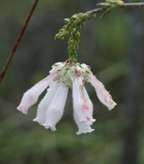 Erica pectinifolia