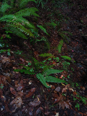Polystichum californicum