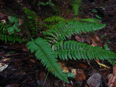 Polystichum californicum