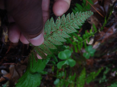 Polystichum californicum