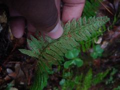 Polystichum californicum