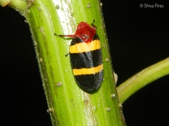 Sphenorhina