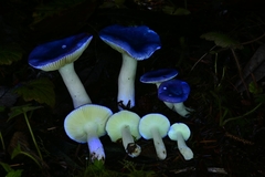 Russula zelleri