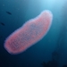 Pyrosoma atlanticum - Photo (c) Stefanie, μερικά δικαιώματα διατηρούνται (CC BY-NC), uploaded by Stefanie