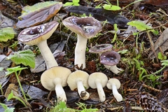 Russula zelleri