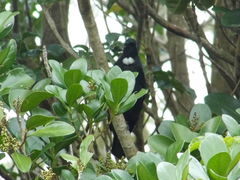 Prosthemadera novaeseelandiae novaeseelandiae