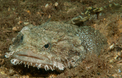 Batrachomoeus dubius