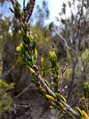 Erica pectinifolia
