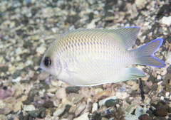 Mecaenichthys immaculatus