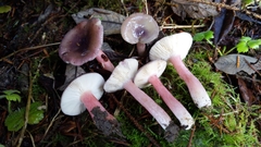 Russula queletii