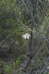 Erica pectinifolia
