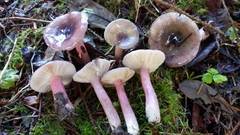 Russula queletii
