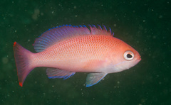 Pseudanthias rubrizonatus