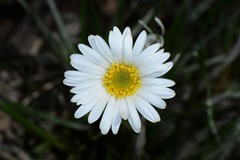 Celmisia pugioniformis