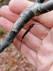 Ephialtes manifestator