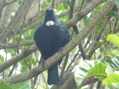 Prosthemadera novaeseelandiae novaeseelandiae