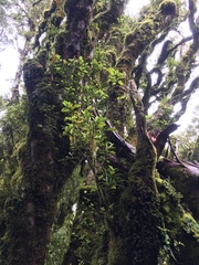 Alseuosmia macrophylla