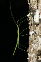 Sipyloidea rentzi