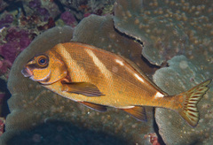 Morwong ephippium