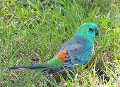 Psephotus haematonotus