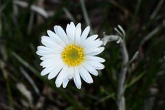 Celmisia pugioniformis