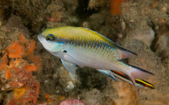 Chromis nitida