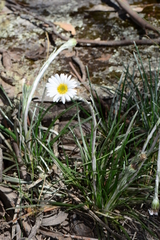 Celmisia pugioniformis