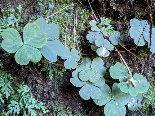 Oxalis debilis