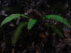 Polystichum californicum × munitum