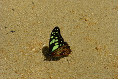 Graphium cyrnus